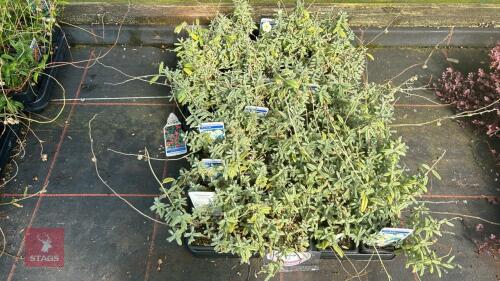 40 HELIANTHEMUM 'THE BRIDE'