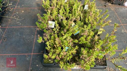 40 LITHODORA 'STAR'