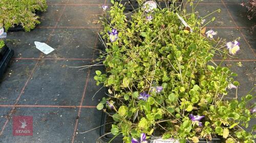 40 VIOLA 'REBECCA'