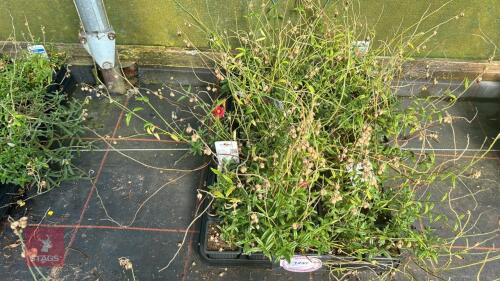 40 HELIANTHEMUM 'HARTSWOOD RUBY'