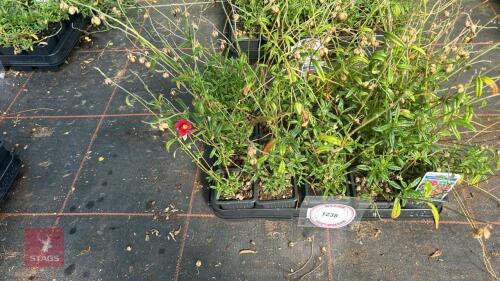 20 HELIANTHEMUM 'HARTSWOOD RUBY'