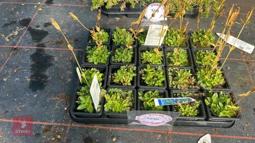 20 GENTIANA 'VERNA'