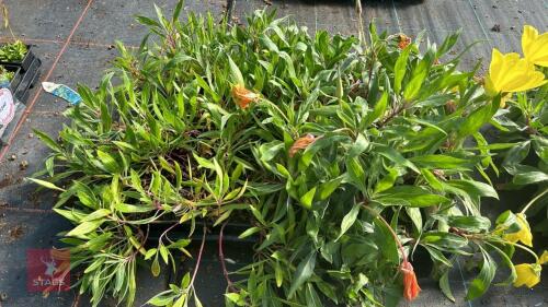 40 OENOTHERA 'MISSOURIENSIS'