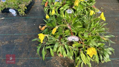 20 OENOTHERA 'MISSOURIENSIS'