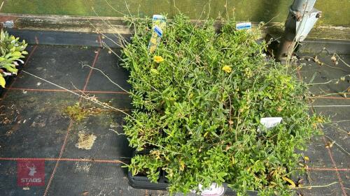 40 HELIANTHEMUM 'BEN FHADA'