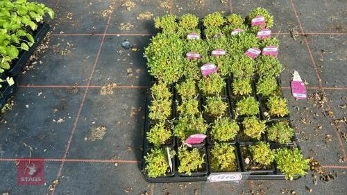 40 AUBRIETA 'REGADO RED'