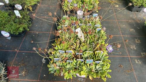 40 PRIMULA CAPITATA
