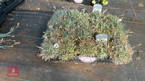 20 DIANTHUS 'STARRY EYES'