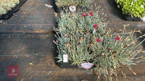 40 DIANTHUS 'FUSILIER'