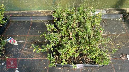 40 HELIAN THEMUM 'PEACH MELBA'
