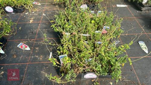 40 HELIAN THEMUM 'PEACH MELBA'