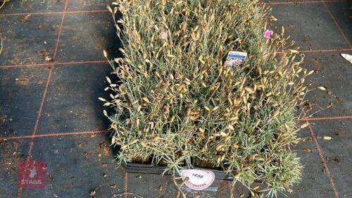 40 DIANTHUS 'WHATFIELD CAN-CAN'