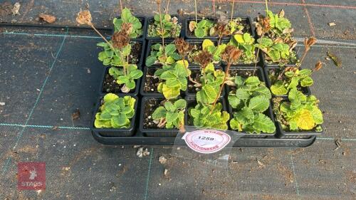 20 PRIMULA 'VERIS'