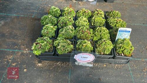 20 SAXIFRAGA 'WINIFRED BEVINGTON'