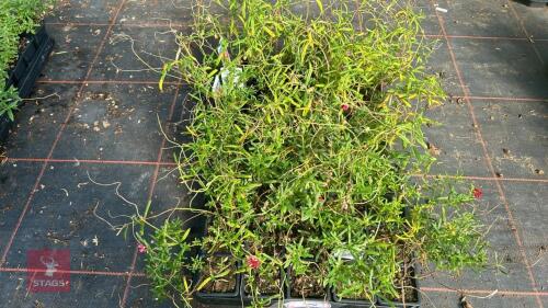 40 HELIANTHEMUM 'CERISE QUEEN'