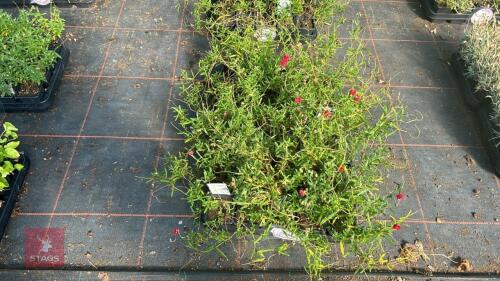 40 HELIANTHEMUM 'CERISE QUEEN'