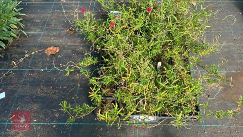 40 HELIANTHEMUM 'CERISE QUEEN'