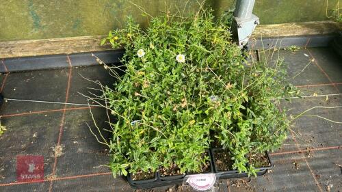 40 HELIANTHEMUM 'NEW MOON'