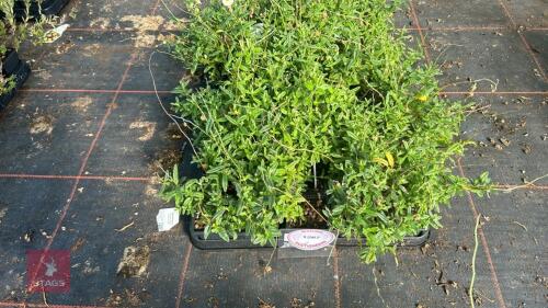 40 HELIANTHEMUM 'NEW MOON'
