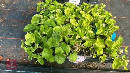 20 VIOLA 'ROYAL WEDDING'