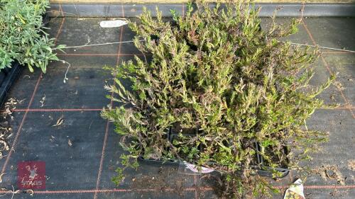 40 LITHODORA 'COMPACTA'