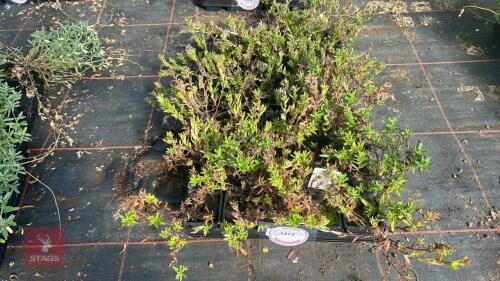 40 LITHODORA 'COMPACTA'
