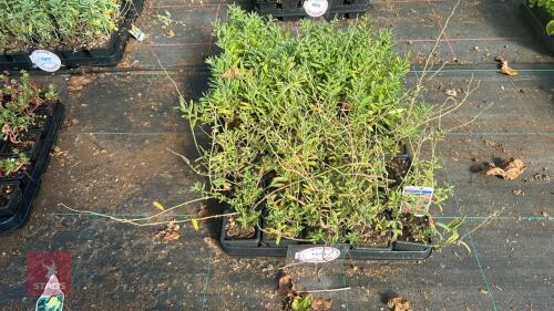 40 HELIANTHEMUM 'GEORGEHAM'