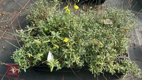 40 HELIANTHEMUM 'WISLEY PRIMROSE'