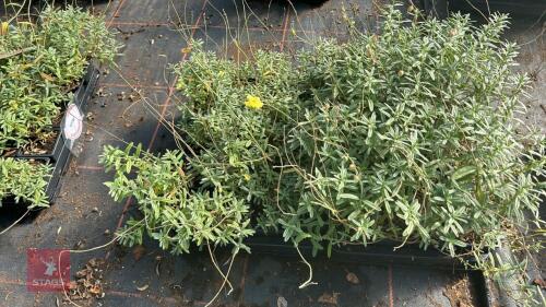 40 HELIANTHEMUM 'WISLEY PRIMROSE'