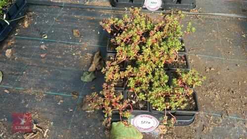 20 SEDUM 'OREGANUM'