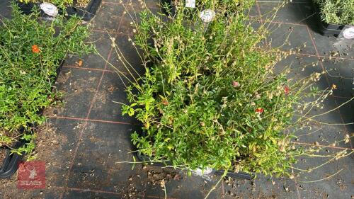 40 HELIANTHEMUM 'BEN LEDI'