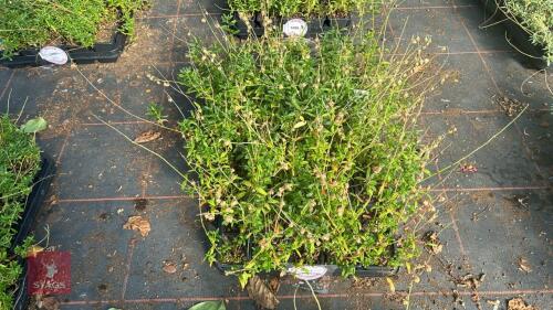 40 HELIANTHEMUM 'BEN LEDI'