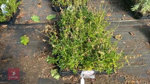 40 HELIANTHEMUM 'BEN LEDI'