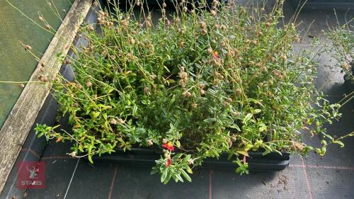40 HELIANTHEMUM 'BEN LEDI'