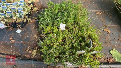 40 HELIANTHEMUM 'BEN MORE'