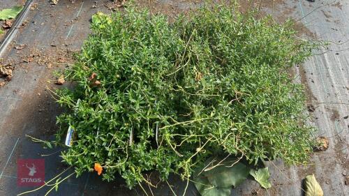40 HELIANTHEMUM 'BEN MORE'