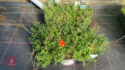 40 HELIANTHEMUM 'BEN MORE'