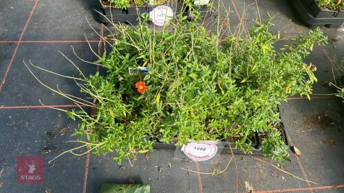 20 HELIANTHEMUM 'BEN MORE'