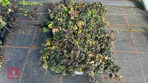 40 AJUGA 'METALLICA CRISPA'