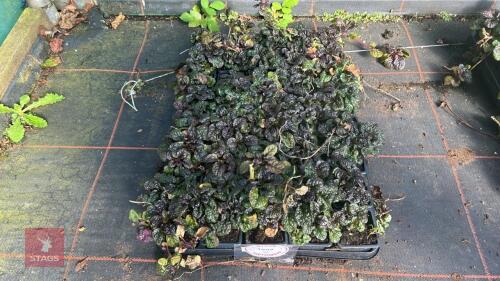 40 AJUGA 'METALLICA CRISPA'