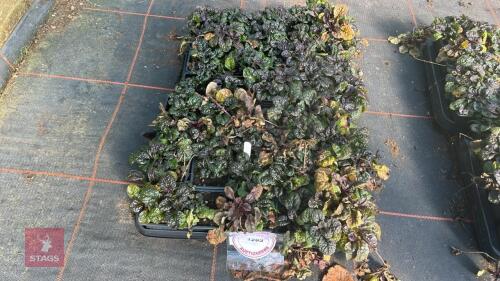 40 AJUGA 'METALLICA CRISPA'