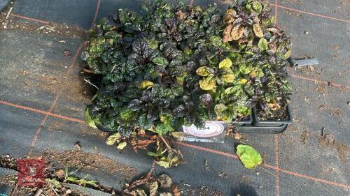20 AJUGA 'METALLICA CRISPA'