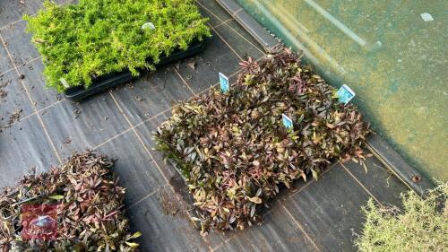 40 AJUGA 'VALFREDDA'