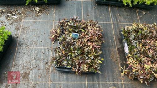 20 AJUGA ' VALFREDDA'