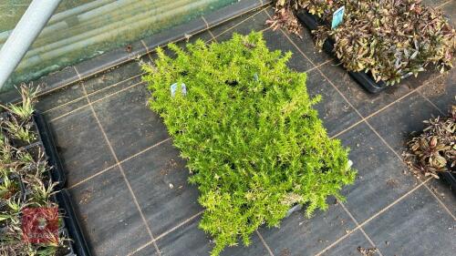 40 PHLOX 'SUBULATA-FABULOUS ROSE'