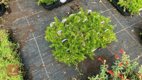 40 PHLOX 'SUBULATA-FABULOUS ROSE'