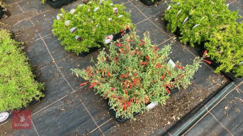 20 ZAUSCHNERIA 'CALIFORNICA'