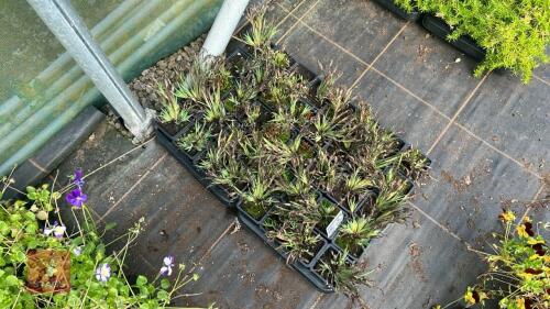 40 SISYRINCHIUM 'DRAGONS EYE'