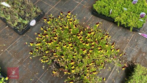 40 VIOLA 'JACKANAPES'