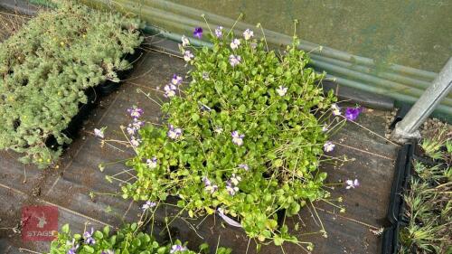 40 VIOLA 'REBECCA'
